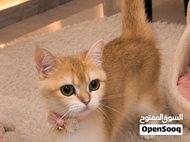 برتش شوت هير قولدن حامل