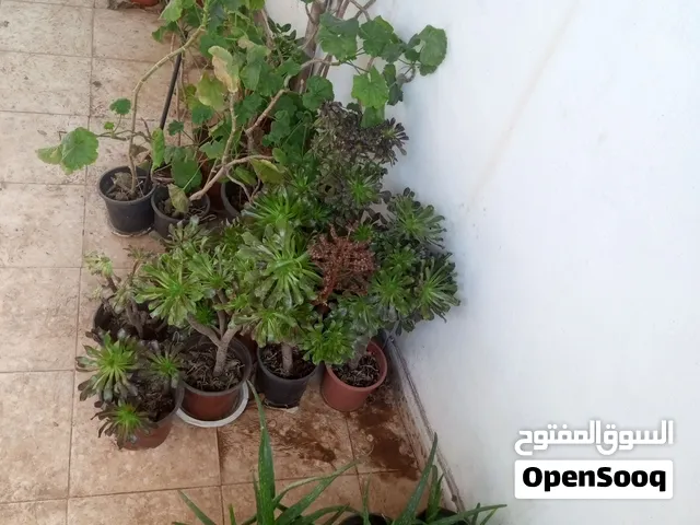 سعر خاص لأحلى ناس اي نبتة من المعروض في الصور بس بربع دينار ادفع وشيل