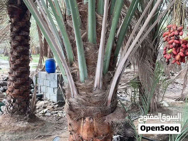 نخيل فرض للبيع