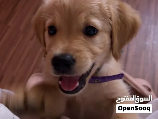انثى golden retriever
