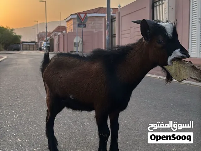 ماعز قزم للبيع - عمر 5 شهور بصحة ممتازة