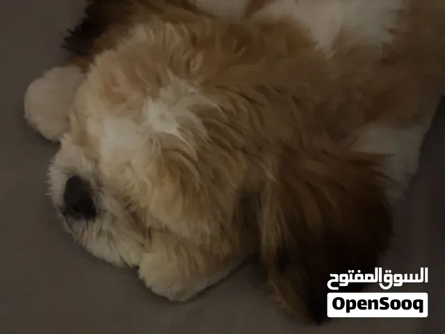 شيتزو اربع شهور انثى وتسمع الكلام