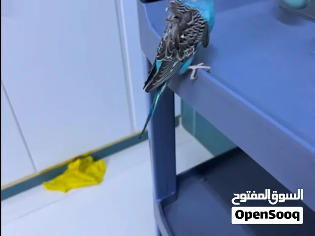 انثى هوقو عمرها تقريبا شهرين و نص