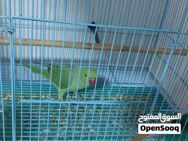ببغاء الدره للبيع