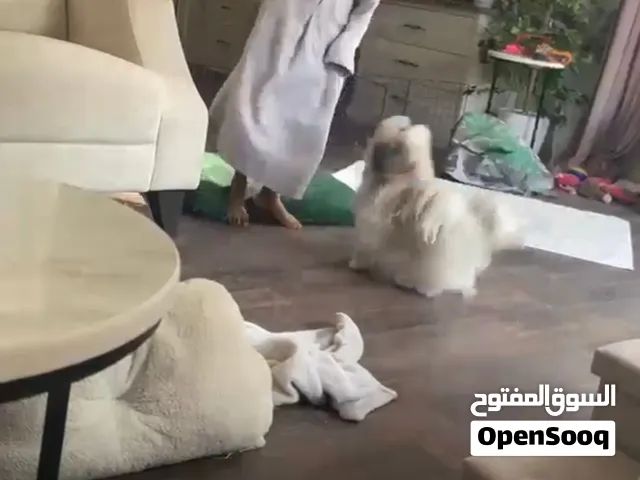 كلب مالتيزر للبيع بالخبر الدمام القطيف الجبيل حنونه واليفه ونظيفه تحب تلعب واكلها خفيف