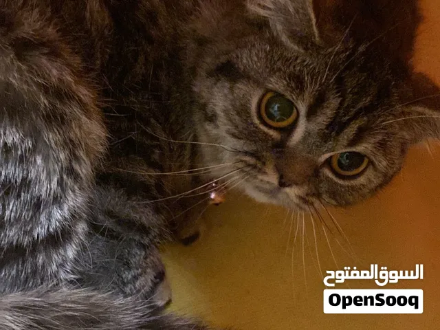 ثلاث قطط لطيفه للبيع