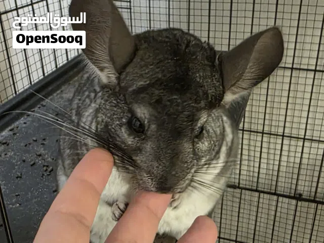 شانشيلا Chinchilla