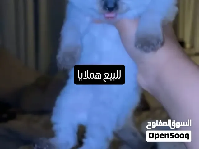 قطط صغار هملايا معا رعدول