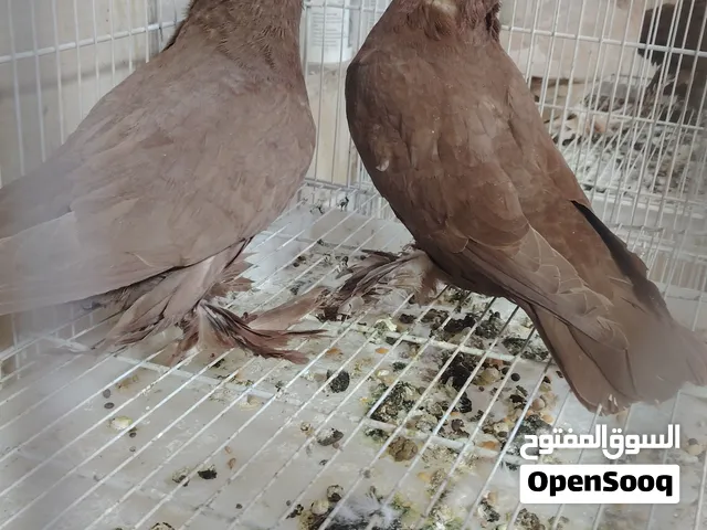 حمام رواعب شكري واحمر