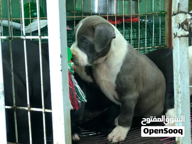جراوي اميركان بيتبول بيور