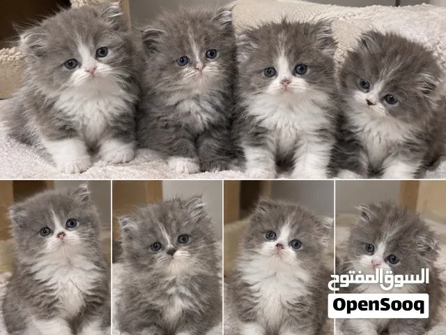 قطط صغيرة  وجميلة للبيع
