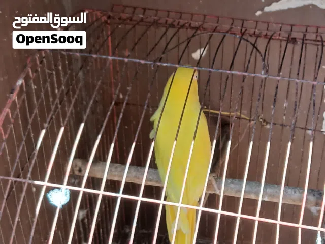 نتايه دوره سوبر جنبو لا ينقصها اي شيئ عمر   3سنوات