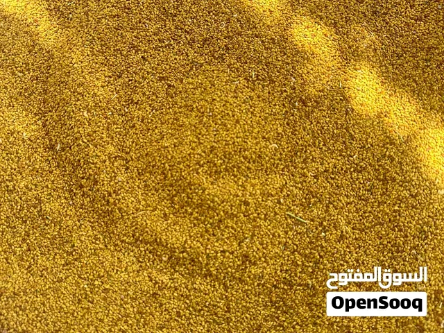 بذر قت عماني للبيع