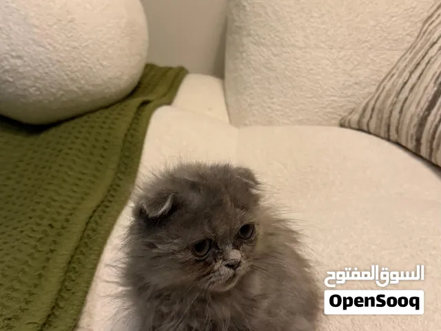 سكوتش فولد ذكر