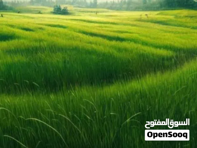 هكتارات للبيع طبرق