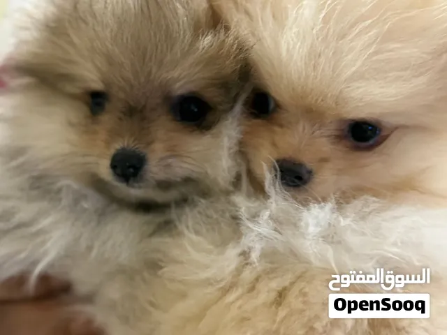 بميرينيان تيكاب