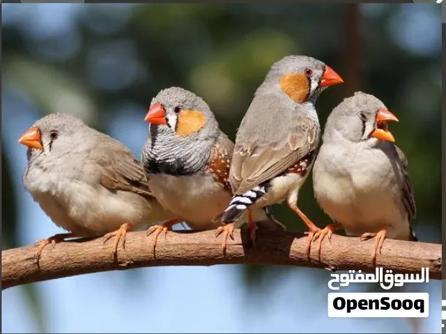 ، طيور زيبرا