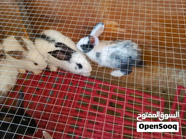 ارانب بلدي وفرنسي عمرمن شهر الي 4شهور