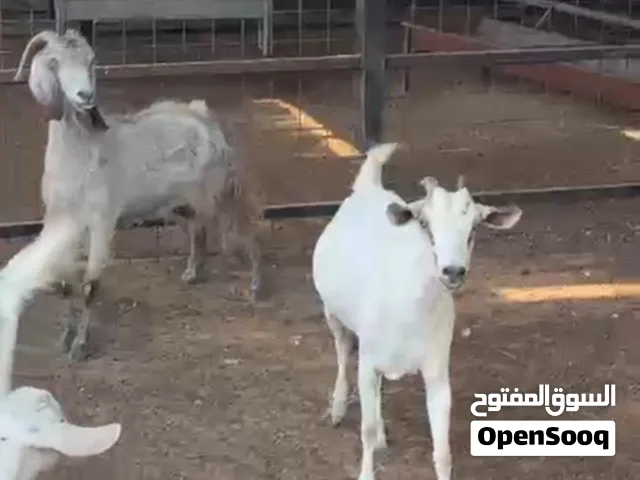 عنزتين للبيع goats for sale