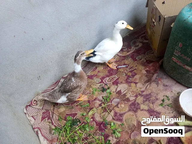 زوج بشه بنكي بيض وخضيري