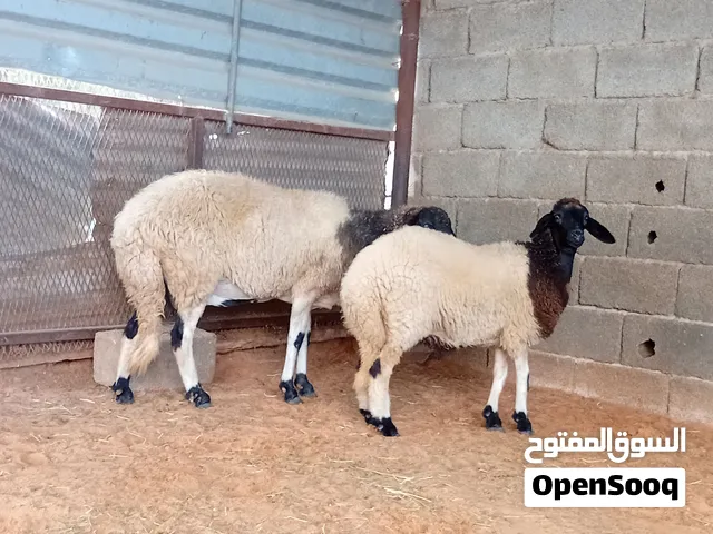 نعااج للبيع