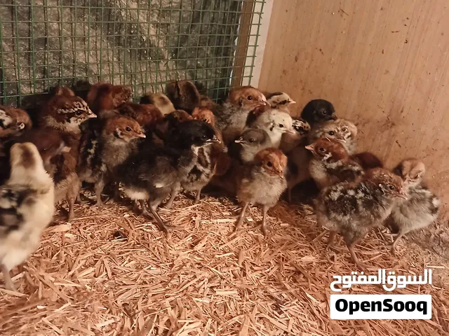 صوص فيومي للبيع
