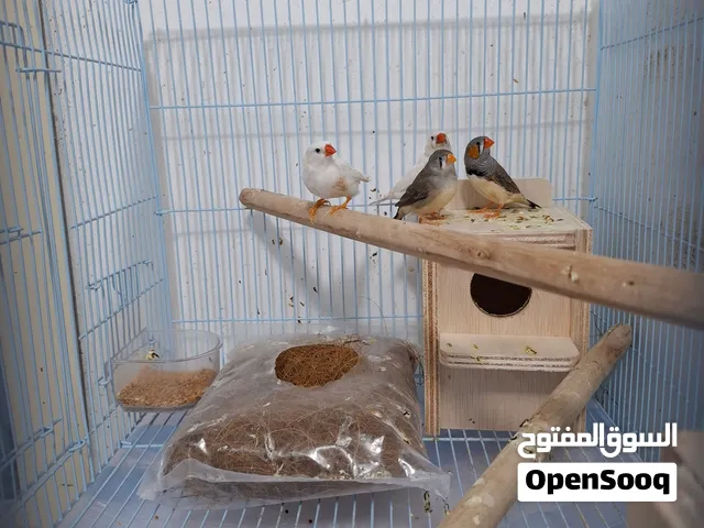 للبيع زوجين زيبرا جاهزين للانتاج مع كامل اغراضهم ب28BD وقابل بالمعقول للجاد يوجد خدمه توصيل 2BD