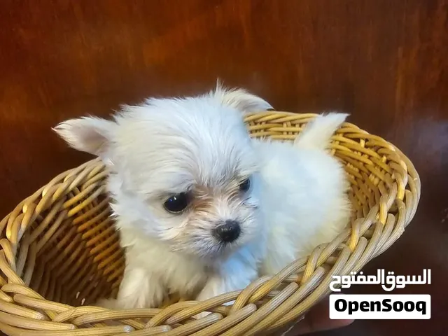 we have maltipoo,pomapoo,toy poodle, pomeranian,yorkie, tea cup maltese