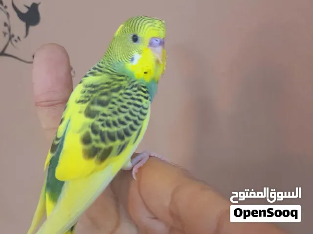 ذكر بادجي هولندي أليف جدا وهدد لعوب مع الاطفال والكبار مميز(Budgie)
