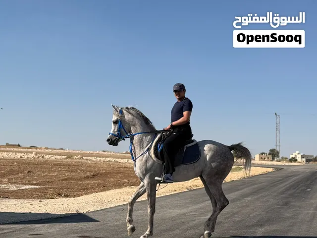 حصان عربي واهو