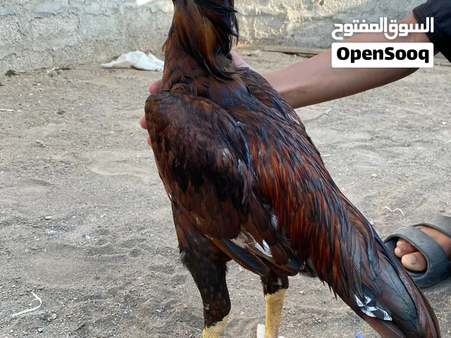 طير ما يشكي من شي طير ممتاز