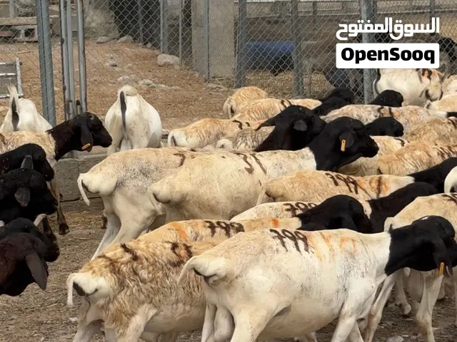 3 رواس ب 85 ريال فقط كباشا الحجم الصغير الي يريد للتربيه طيبات ماشاء الله