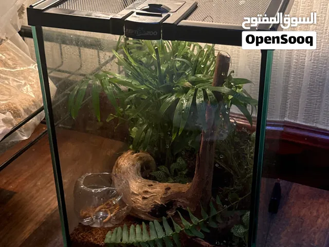 بيت حرباء جاهز مع كل شي