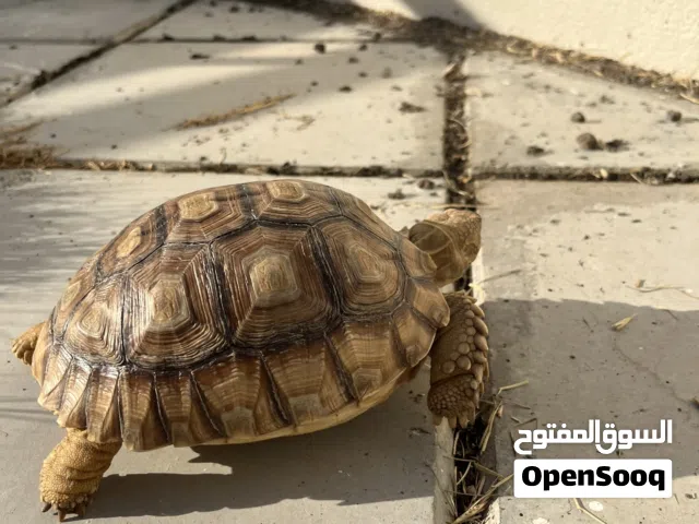 Sulcata Torotoise Female
