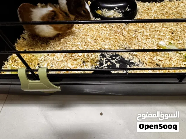 للبيع ثنين Guinea Pig مع قفصهم