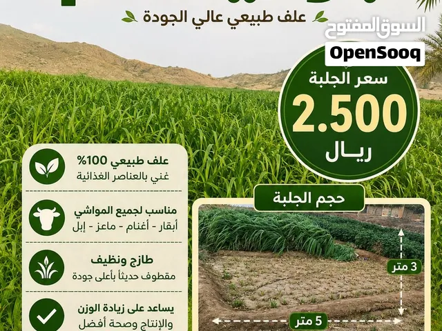 متوفر الآن بونيكام أخضر طازج