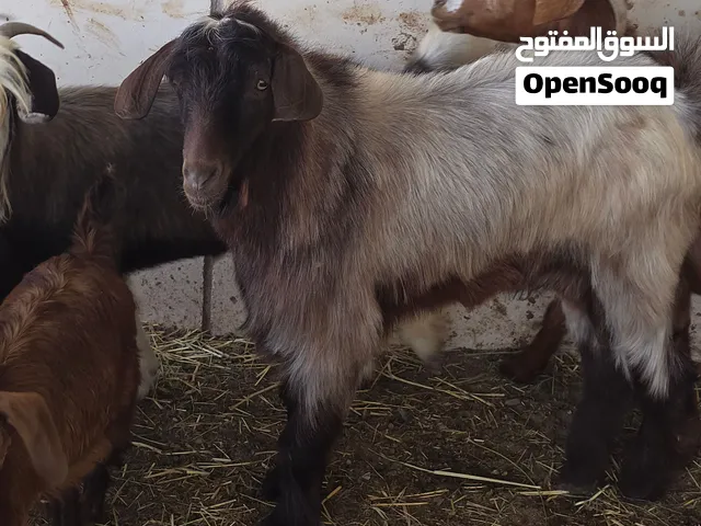 للبيع تيس راهي ما شاء الله العمر سنتين مطلوب 150