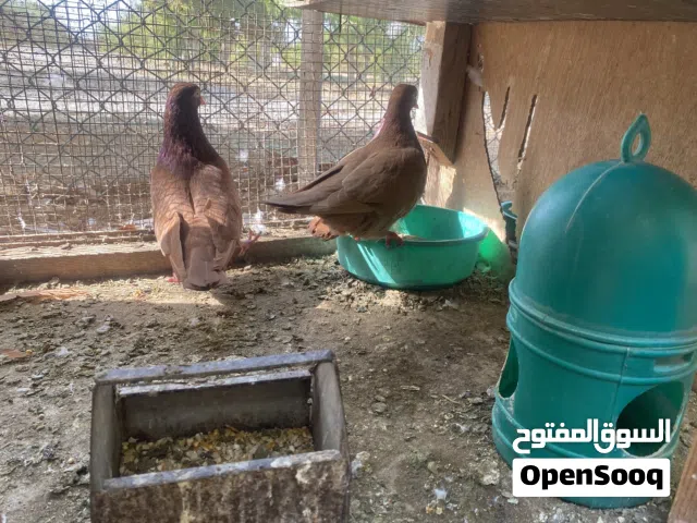 يتوفر حمام قلاب  أميركي رول وحمام إيراني قلاب ارض .   الاسعار  في التواصل