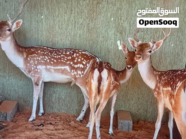 للبيع معا بعض