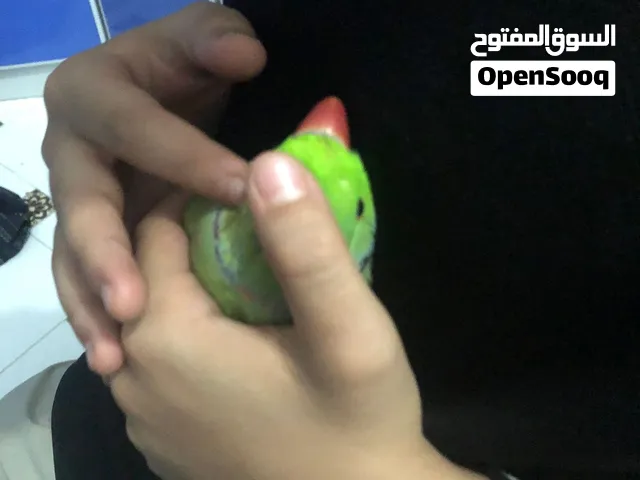 ببغاء دره ذكر