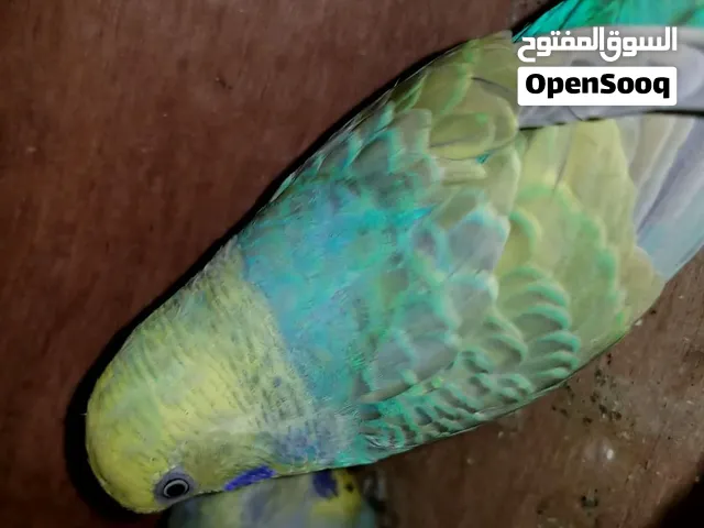 متوفر زوجين رينبو منتجات للبيع