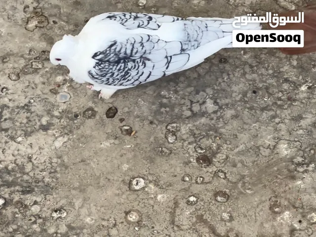 للبيع زوج فراشة افريقيات بسود خط اول وزوج نجفيات خط اول اول منكار وجفن