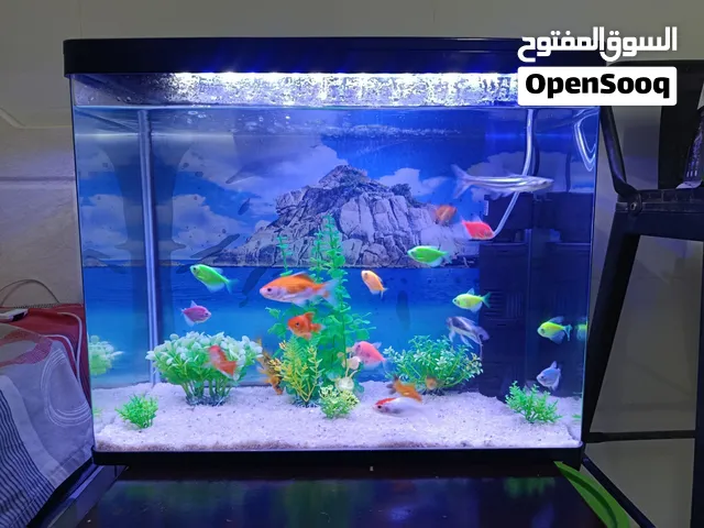 حوض سمك بحاله ممتازه جدا جدا مقاس 55*30*40