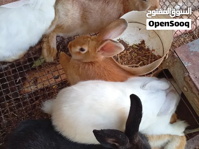 ارانب  صغيرة