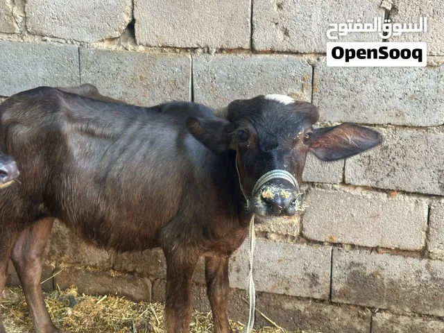متاح شفج وحوليه  مال رباط سعر واحد 950 بيه مجال شي غليل