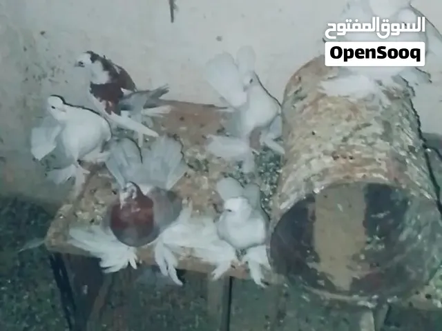 5طروف روسي للبيع بسعر حرق مكان غريان وزوز طرنبيطه هزاز زوز شرشلي مضروبات ع اسباني