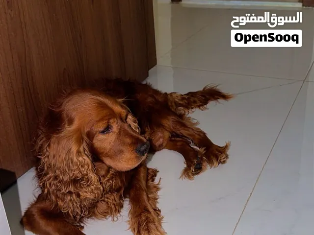 كوكر سباينيل