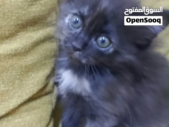 قطة شيرازي حلوة