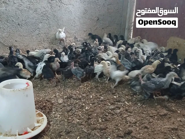 صيصان بلدي عمر شهر  مطعمات جاهزات