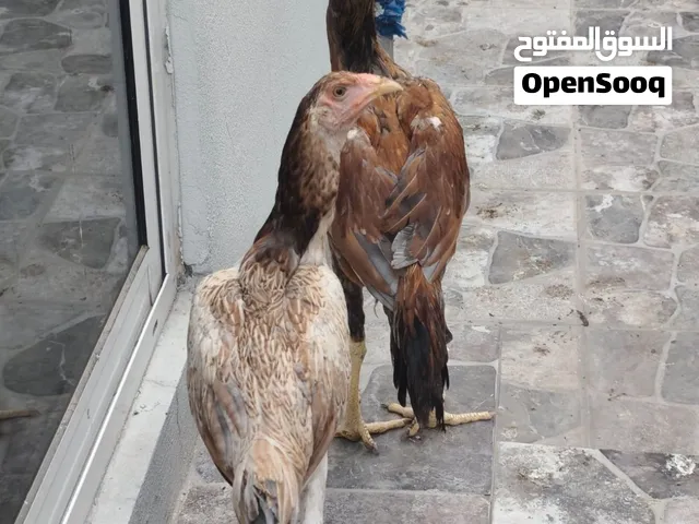 زوج باكستاني فايتر للبيع 25 دينار